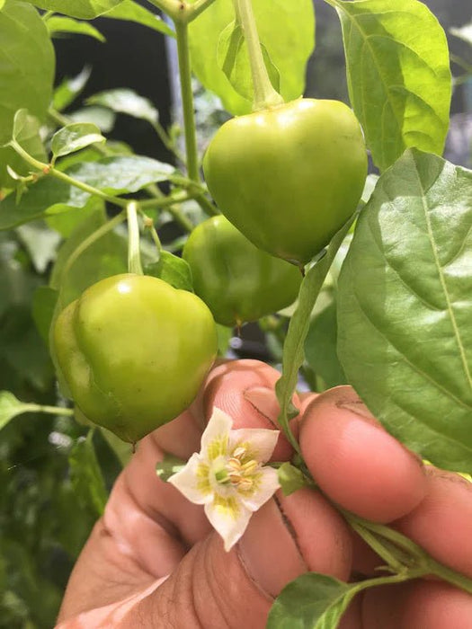 Live Pepper plants - Malawi Piquante, Peppadew - Caribbean garden seed
