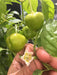 Live Pepper plants - Malawi Piquante, Peppadew - Caribbean garden seed