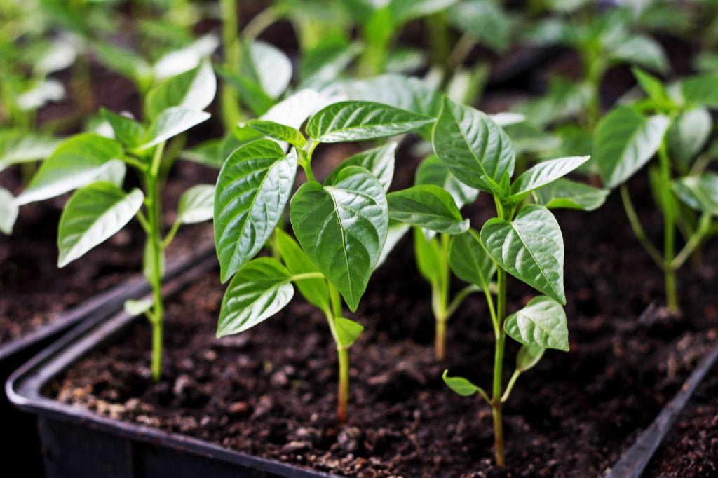 Live Pepper plants - Malawi Piquante, Peppadew - Caribbean garden seed