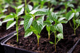 Live Pepper plants - Malawi Piquante, Peppadew - Caribbean garden seed