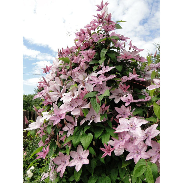 Clematis Plants - Hagley  , flowering Vine - Caribbean garden seed