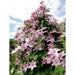 Clematis Plants - Hagley  , flowering Vine - Caribbean garden seed