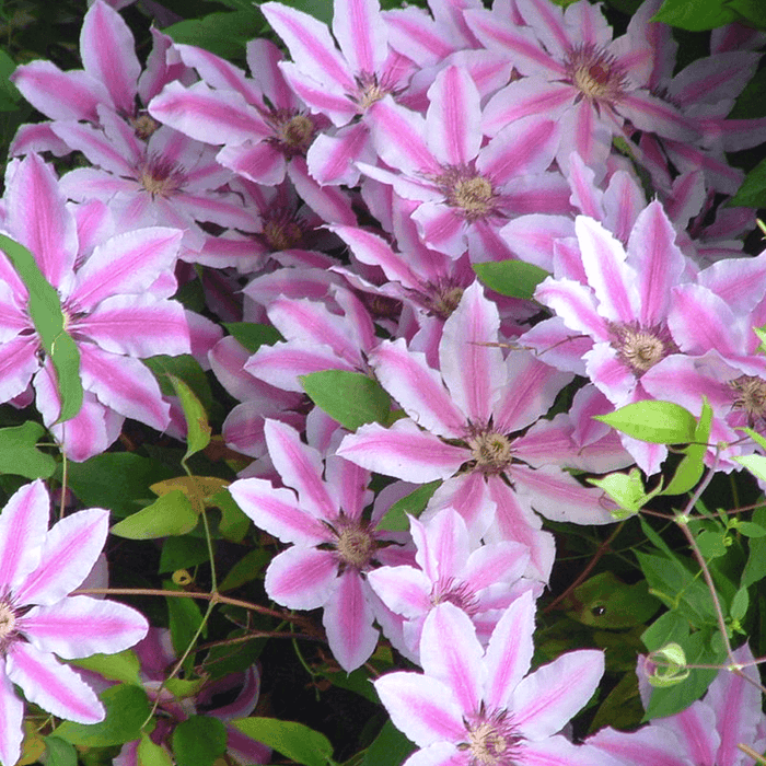 Clematis Plants - Hagley  , flowering Vine - Caribbean garden seed