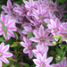 Clematis Plants - Hagley  , flowering Vine - Caribbean garden seed