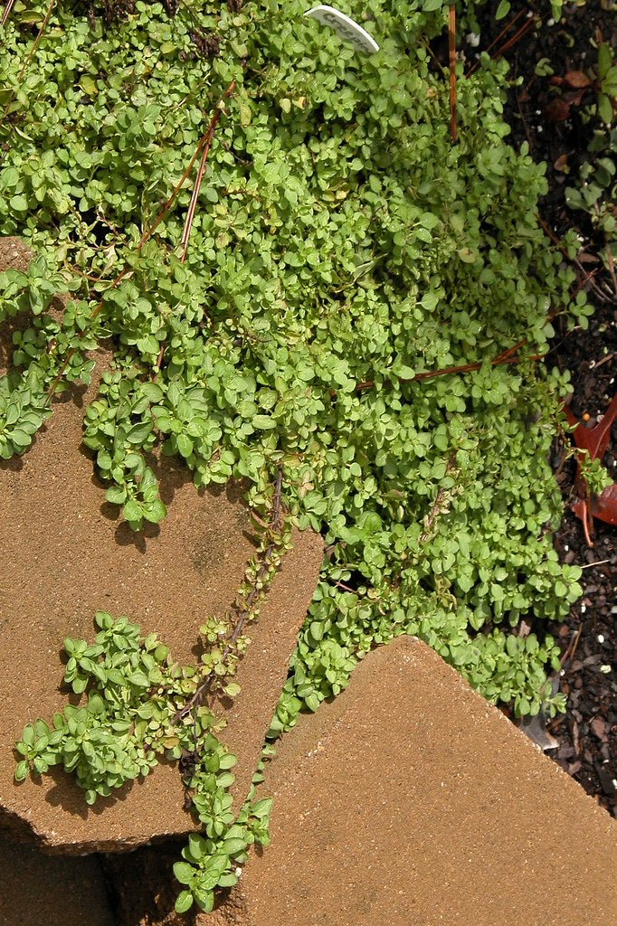 Live Plant - Creeping Oregano (STRATER PLANTS) humile - Caribbean garden seed