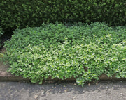 Live Plant - Creeping Oregano (STRATER PLANTS) humile - Caribbean garden seed