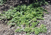 Live Plant - Creeping Oregano (STRATER PLANTS) humile - Caribbean garden seed