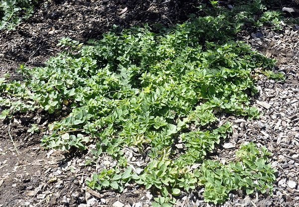 Live Plant - Creeping Oregano (STRATER PLANTS) humile - Caribbean garden seed
