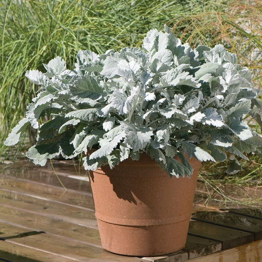 Dusty Miller (LIVE  PLANT) NEW LOOK - Caribbean garden seed