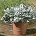 Dusty Miller (LIVE  PLANT) NEW LOOK - Caribbean garden seed