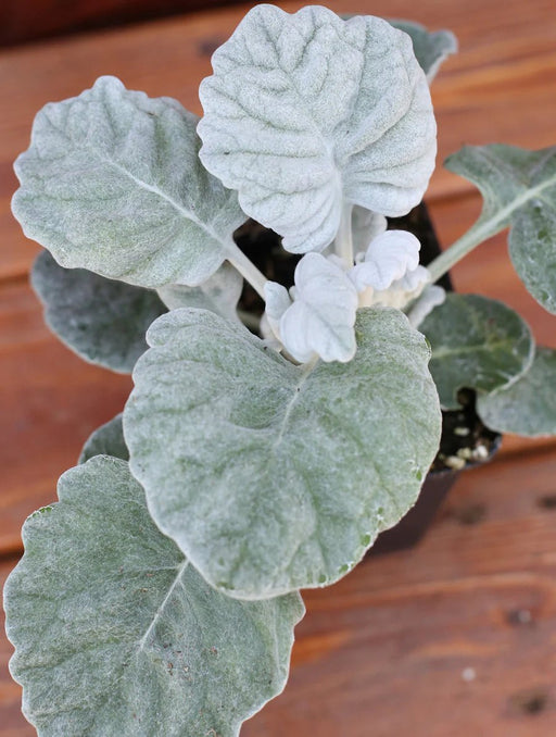 Dusty Miller (LIVE  PLANT) NEW LOOK - Caribbean garden seed
