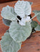 Dusty Miller (LIVE  PLANT) NEW LOOK - Caribbean garden seed