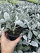 Dusty Miller (LIVE  PLANT) NEW LOOK - Caribbean garden seed