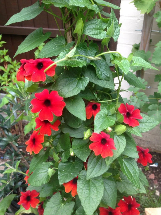 Red Thunbergia Plants - Black-eyed Susan Vine - Caribbean garden seed