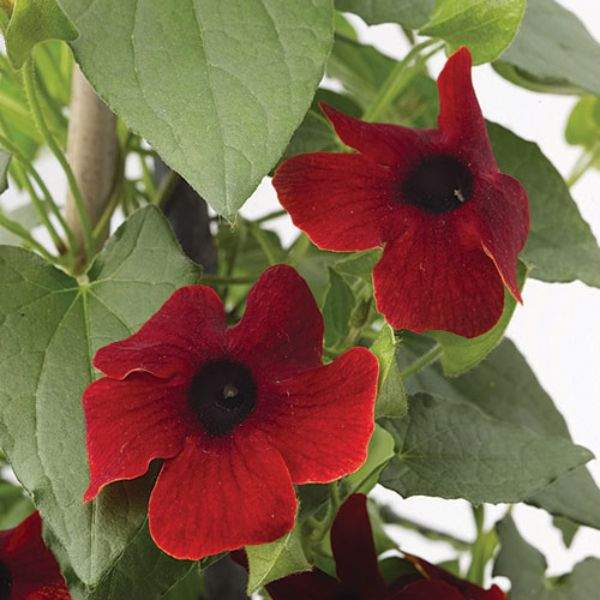 Red Thunbergia Plants - Black-eyed Susan Vine - Caribbean garden seed