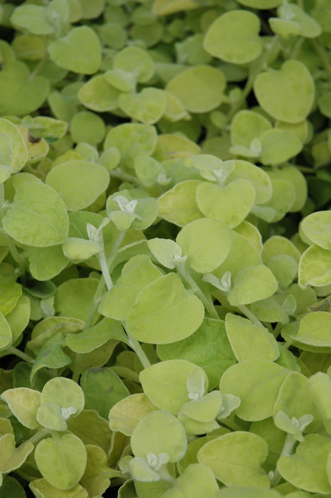 Lemon Licorice Plant  - Helichrysum petiolare - Caribbean garden seed