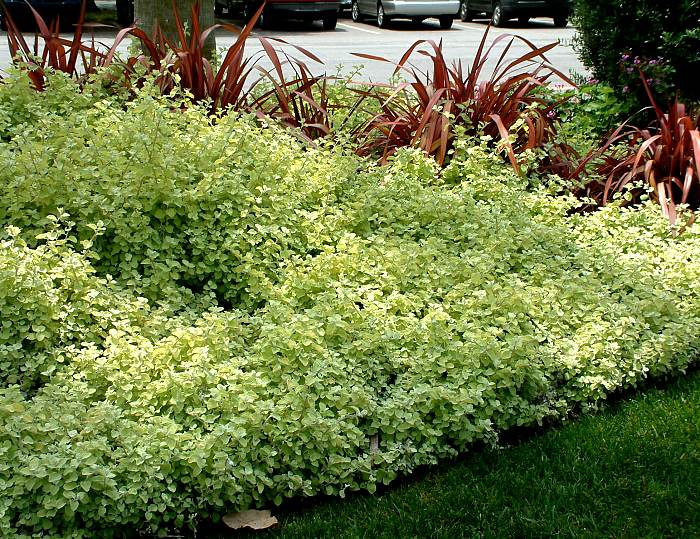 Lemon Licorice Plant  - Helichrysum petiolare - Caribbean garden seed