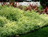 Lemon Licorice Plant  - Helichrysum petiolare - Caribbean garden seed
