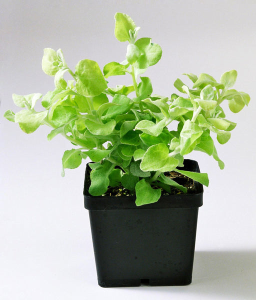 Lemon Licorice Plant  - Helichrysum petiolare - Caribbean garden seed