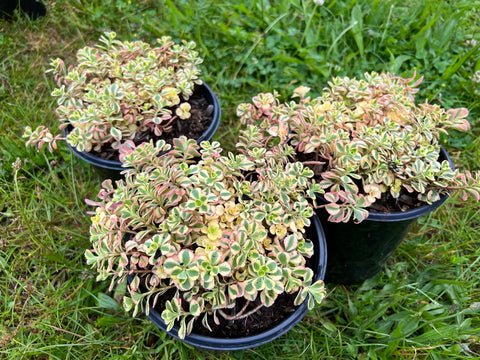 Live Plant - Sedum What a Doozie - Stonecrop - Caribbean garden seed
