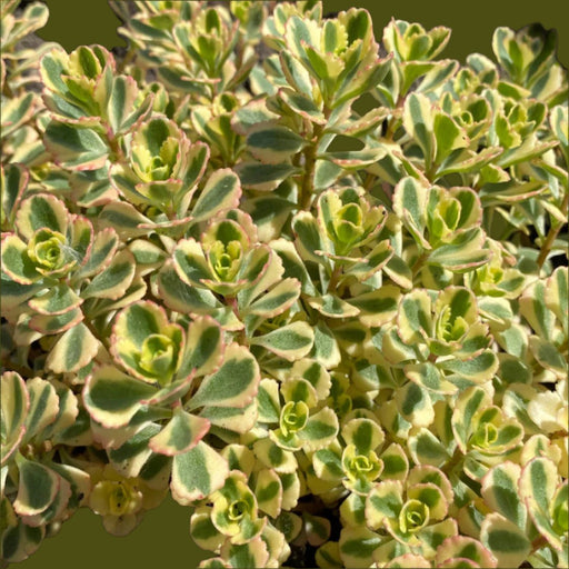 Live Plant - Sedum What a Doozie - Stonecrop - Caribbean garden seed