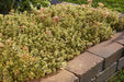 Live Plant - Sedum What a Doozie - Stonecrop - Caribbean garden seed