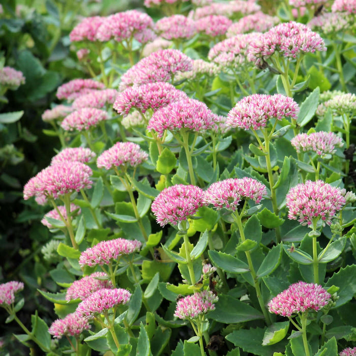 Sedum  'Autumn Joy' (Live plant) Showy Stonecrop - Caribbean garden seed