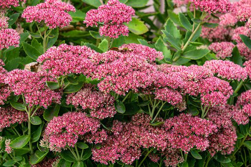 Sedum  'Autumn Joy' (Live plant) Showy Stonecrop - Caribbean garden seed