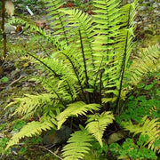 WOOD FERN (PLANTS) Dryopteris erythrosora, - Caribbean garden seed