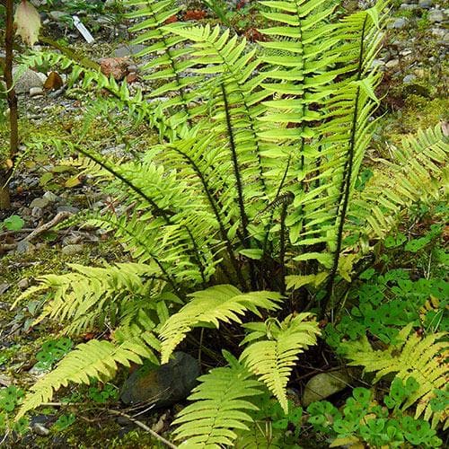 WOOD FERN (PLANTS) Dryopteris erythrosora, - Caribbean garden seed