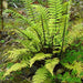 WOOD FERN (PLANTS) Dryopteris erythrosora, - Caribbean garden seed