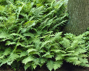 WOOD FERN (PLANTS) Dryopteris erythrosora, - Caribbean garden seed