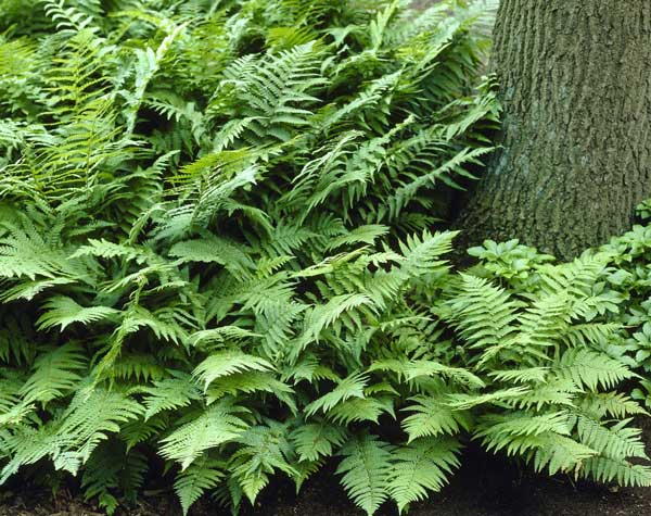 WOOD FERN (PLANTS) Dryopteris erythrosora, - Caribbean garden seed