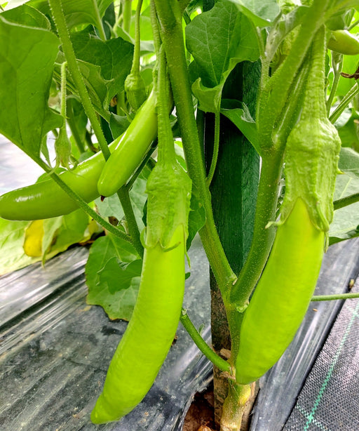 Thai Long - Green Eggplant (3'POT) Live Plants - Caribbean garden seed