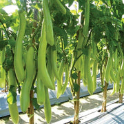 Thai Long - Green Eggplant (3'POT) Live Plants - Caribbean garden seed