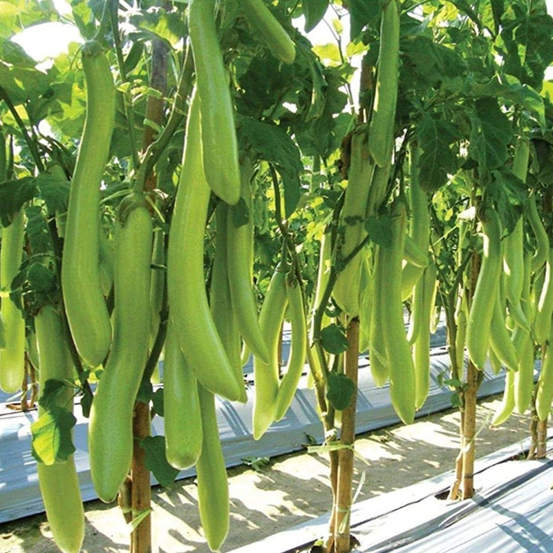 Thai Long - Green Eggplant (3'POT) Live Plants - Caribbean garden seed