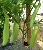 Thai Long - Green Eggplant (3'POT) Live Plants - Caribbean garden seed