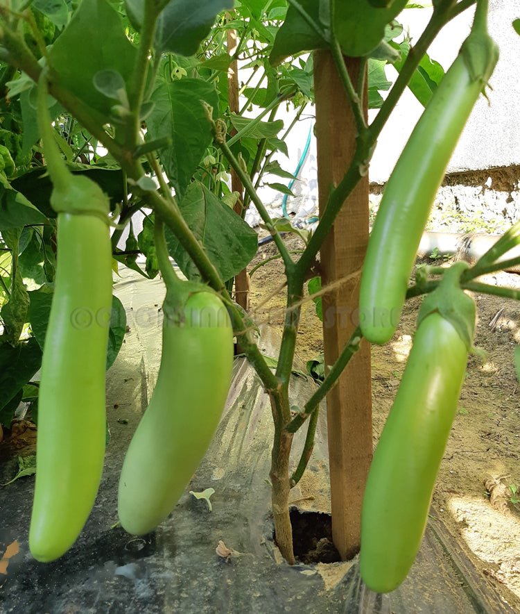 Thai Long - Green Eggplant (3'POT) Live Plants - Caribbean garden seed
