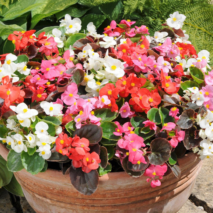 Begonia Live Plants - Angel wing mixed - Caribbean garden seed