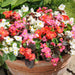 Begonia Live Plants - Angel wing mixed - Caribbean garden seed