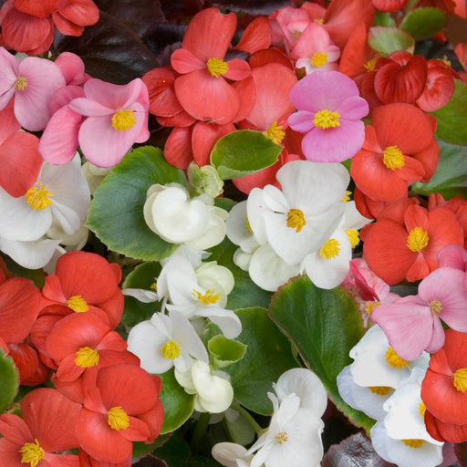 Begonia Live Plants - Angel wing mixed - Caribbean garden seed