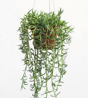 String Of banana(LIVE STARTER PLANT) Succulents - Caribbean garden seed