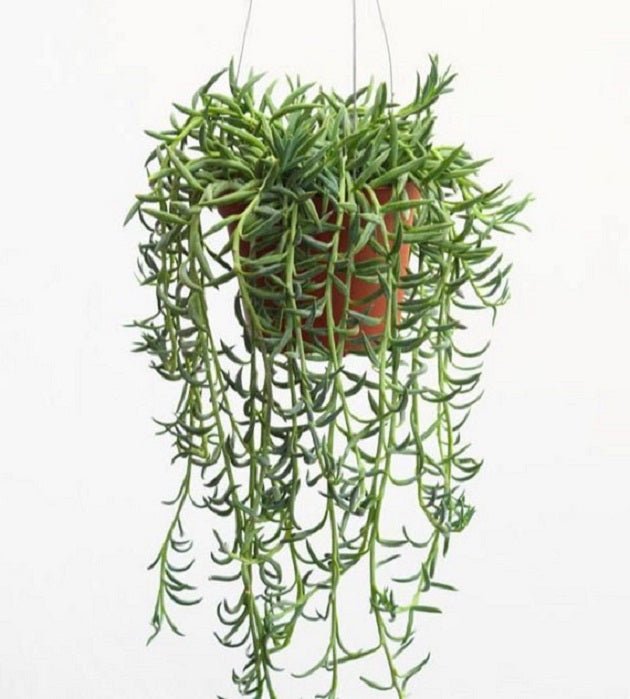 String Of banana(LIVE STARTER PLANT) Succulents - Caribbean garden seed
