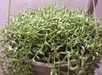 String Of banana(LIVE STARTER PLANT) Succulents - Caribbean garden seed