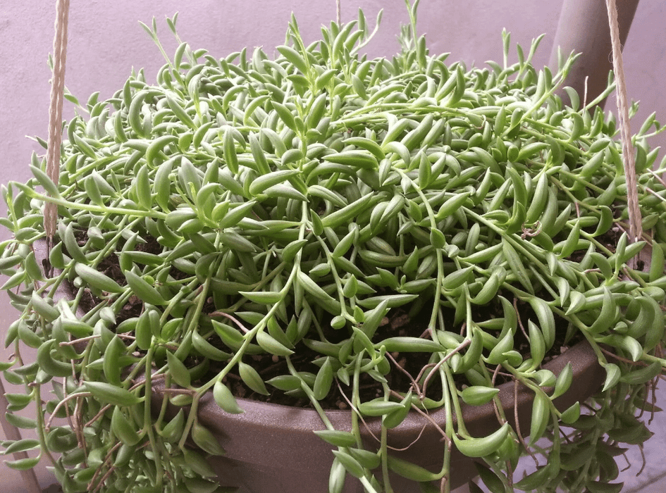 String Of banana(LIVE STARTER PLANT) Succulents - Caribbean garden seed