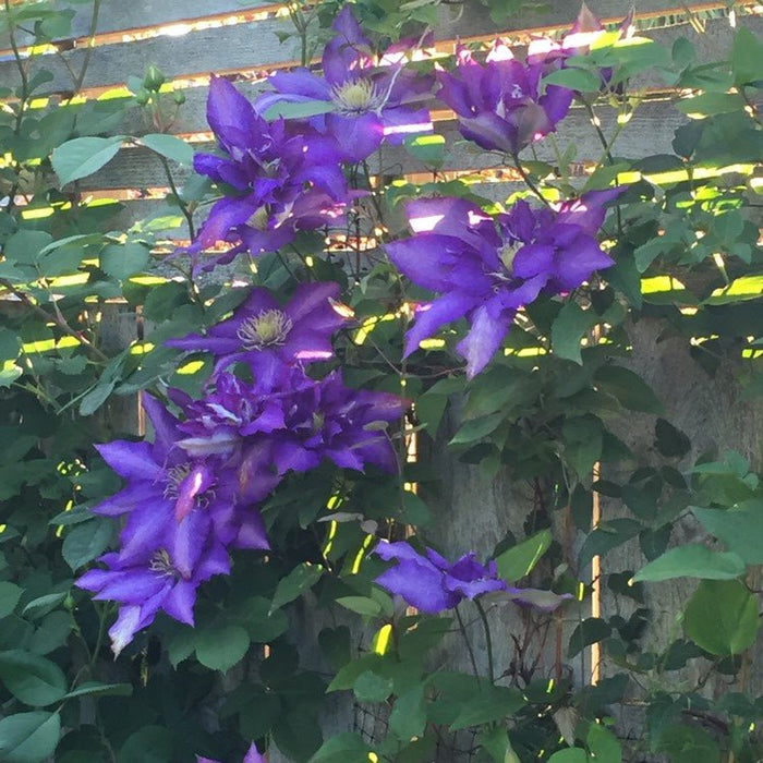 Clematis - Daniel Deronda, 3' POT - Caribbean garden seed
