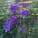Clematis - Daniel Deronda, 3' POT - Caribbean garden seed
