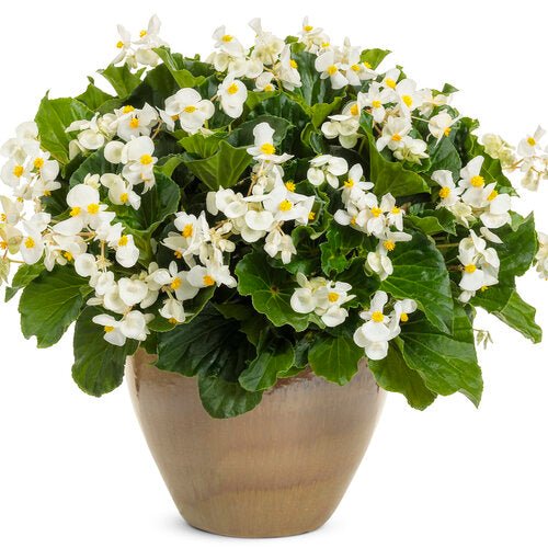 BEGONIA, BIG WHITE - LIVE PLANTS - Caribbean garden seed