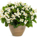 BEGONIA, BIG WHITE - LIVE PLANTS - Caribbean garden seed