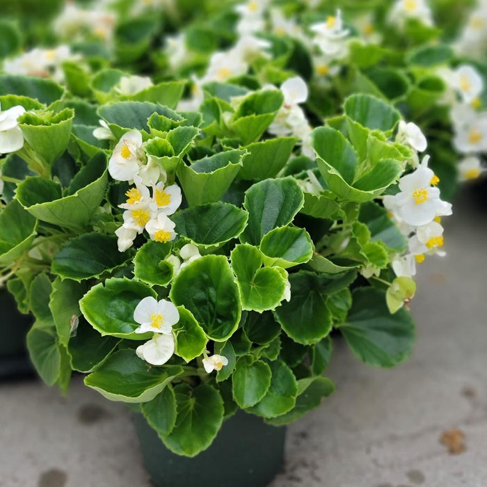 BEGONIA, BIG WHITE - LIVE PLANTS - Caribbean garden seed